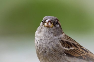 Close up of bird perching outdoors
