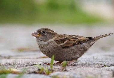 Close up of bird perching outdoors