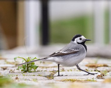 Yaya yoluna tüneyen kuşlara yaklaş