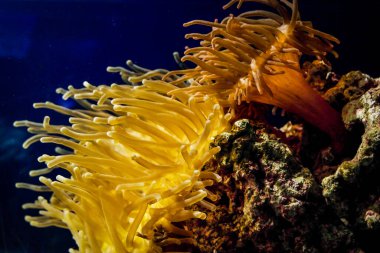 Close up of coral in the sea