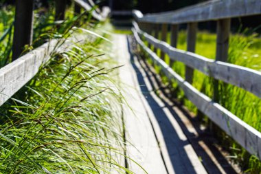 Close up of plants at wooden bridge over a field 