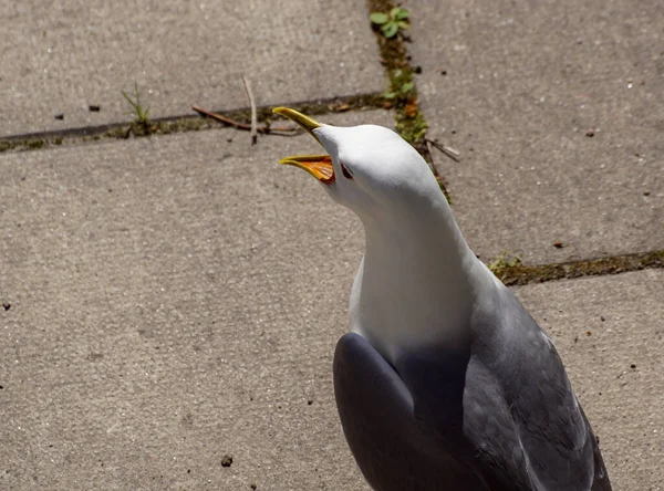 Close up of seagull perching on footpath