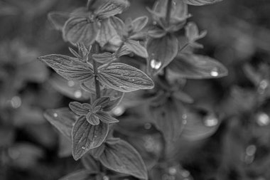 Close up of raindrops on leaves in black and white 