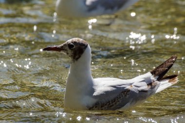 Close up of gull swimming in water 