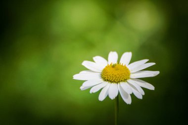 Beyaz bir papatya çiçeğine yaklaş