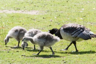 Close up of goose family perching on grassy field