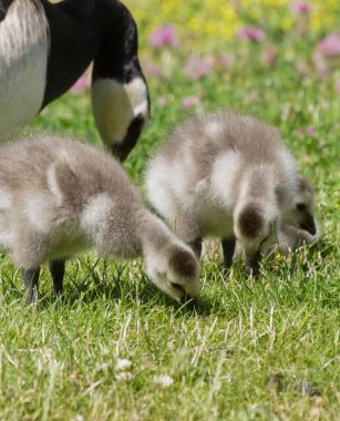 Close up of young birds on grass