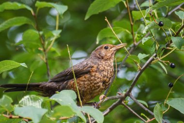Ağaçta tüneyen kuşlara yaklaş