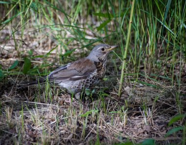 Close up of bird perching on the ground 