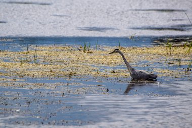 A heron standing in water while hunting 