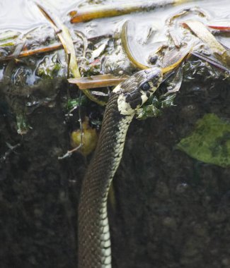 Close up of snake on wet rock