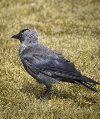 a bird standing on a meadow during day 