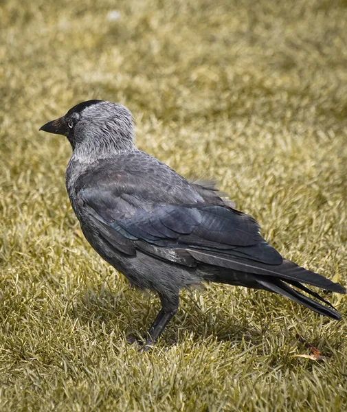 a bird standing on a meadow during day 