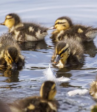 Gölette bir grup ördek yavrusu
