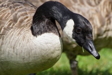 close-up of a Canada goose with a blade of grass in its beak