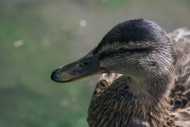 a close up of a mallard duck swimming in lake 