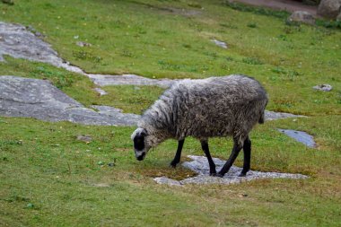 High angle view of sheep grazing on field