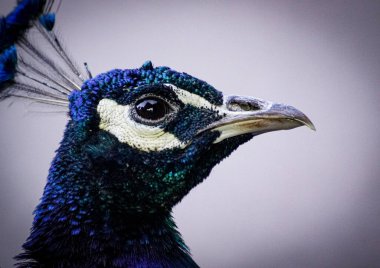 Close up side view of peacock against sky 