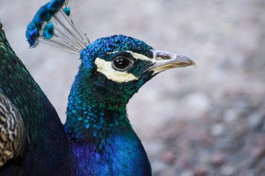 Close up side view of a peacock
