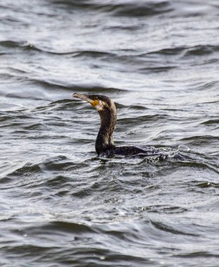 Close up of a Great cormorant swimming 