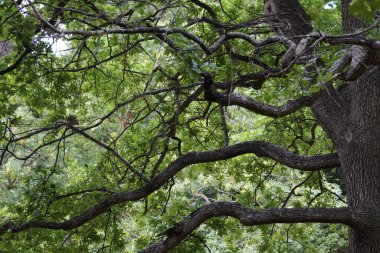 ormandaki ağacın düşük açı görünümü