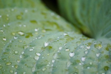 Close up of raindrops on a leaf