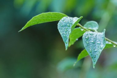 Close up of raindrops on leaves during rainy day 