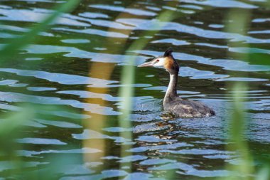 Young great crested grebe on the water