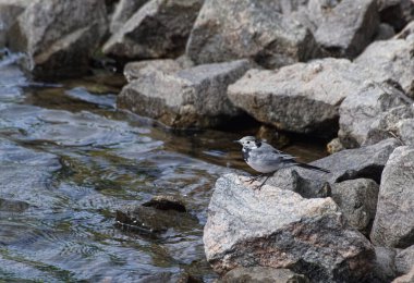 High angle view of bird perching on rock in lake