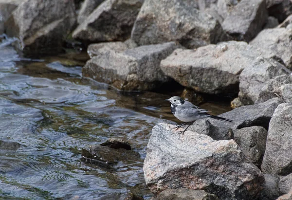 High angle view of bird perching on rock in lake