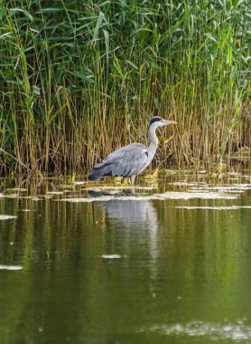Göle tünemiş kuşun yan görüntüsü