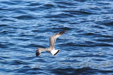 High angle view of a seagull flying over the sea 