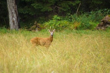 Side view of deer standing on field