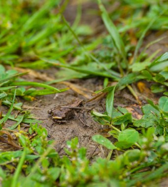 Close up of a frog on field
