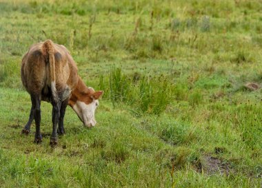 A cow grazing on grassy field during summer 