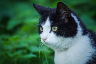 Close up of cat looking away during summer 
