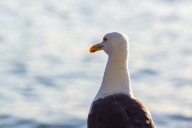 Low angle view of a seagull against water 