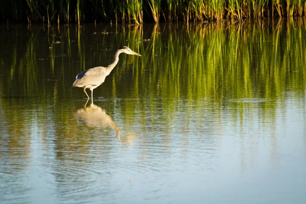 Side view of heron perching in lake