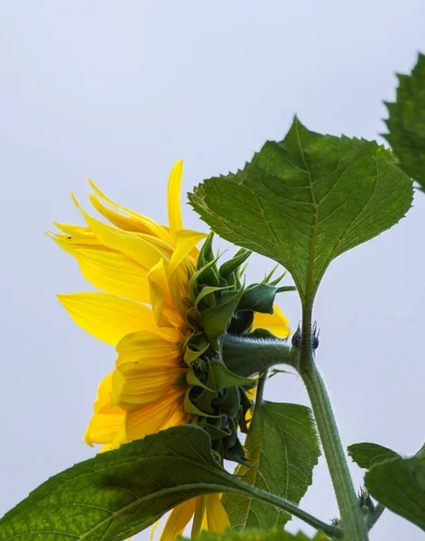 Close up of sunflower against clear sky