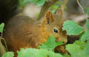 Sincap ağaçta yakın çekim