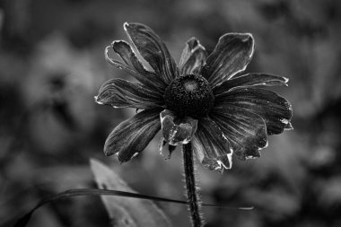 Close up of wilted flower in black and white 