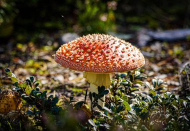 Tarlada büyüyen sineksi mantarlara yakın çekim