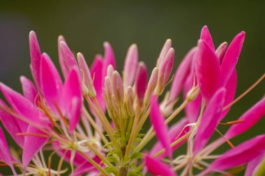 Pembe çiçekli bir bitkinin yakın çekimi. 