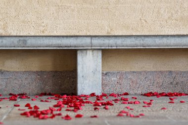 Close up of red roses on footpath