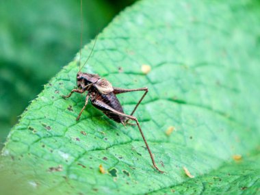 Close up of a insect on leaf