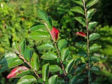 Close up of green and red leaves on plants