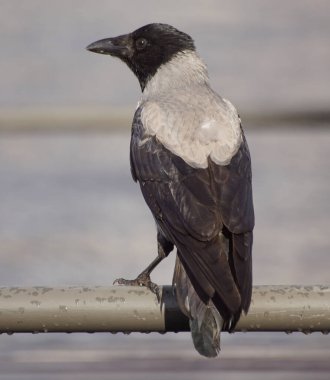 a bird sitting on top of a metal rail