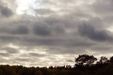 Bulutlu gökyüzüne karşı ağaçların alçak açılı görünümü
