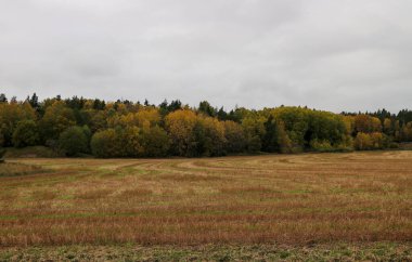 Sonbaharda ağaçlar gökyüzüne karşı 