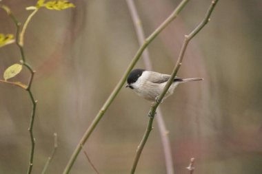 Bitkinin üzerine tüneyen kuşa yaklaş